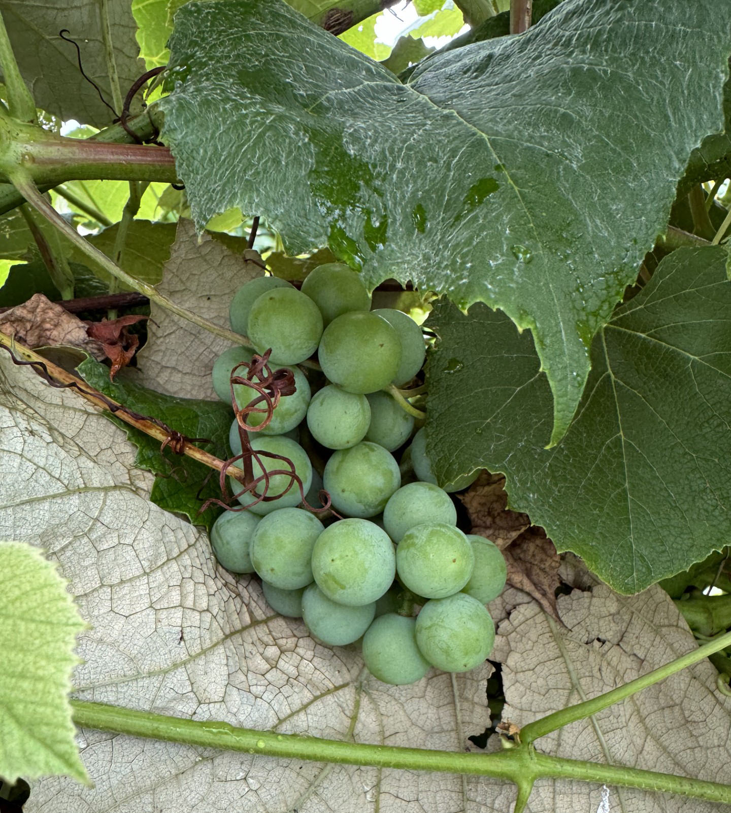 Concord grapes hanging from a vine.